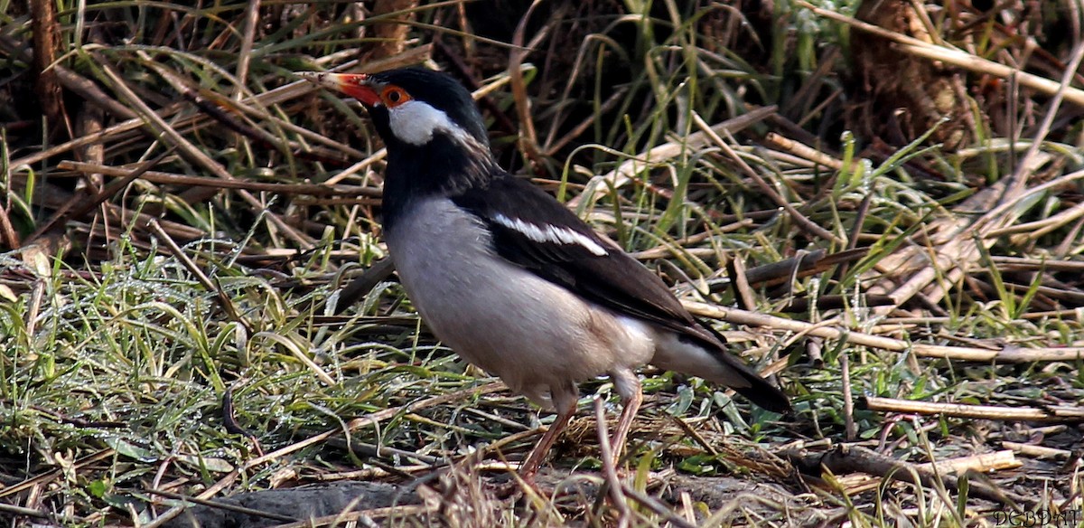 Indian Pied Starling - ML502931461