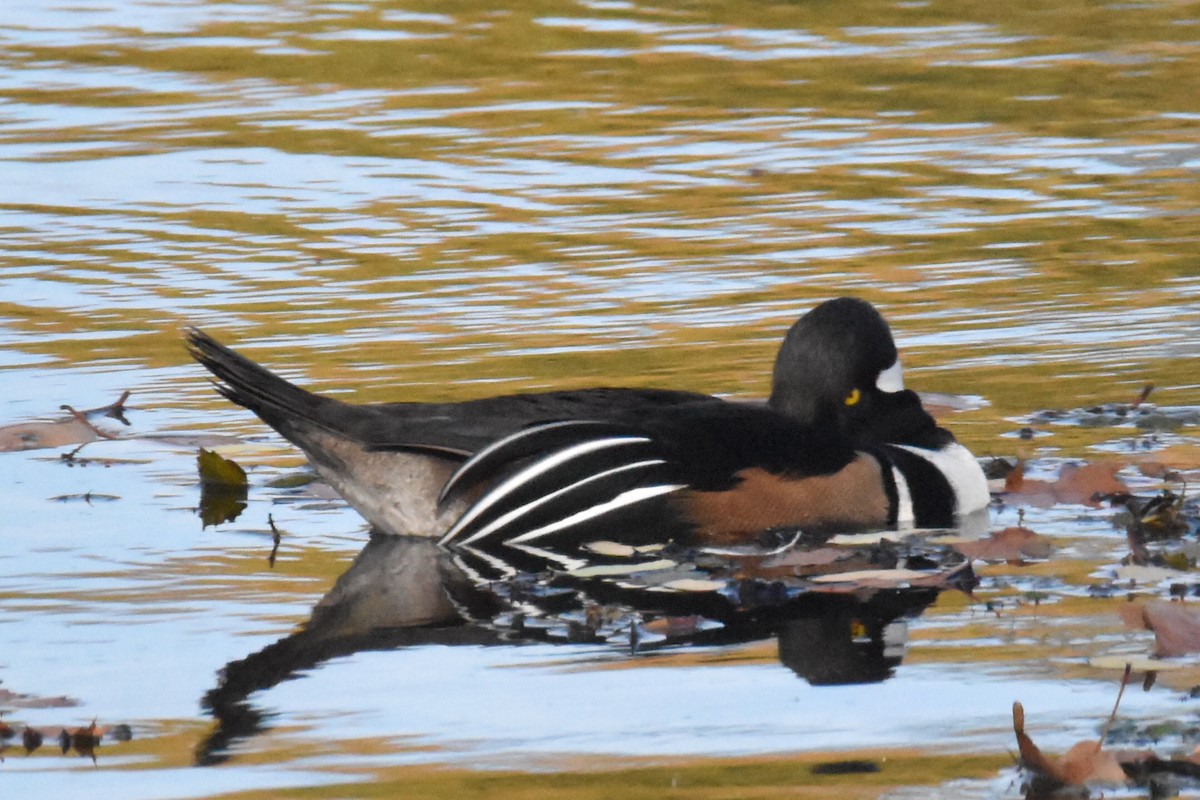 Hooded Merganser - ML502932621