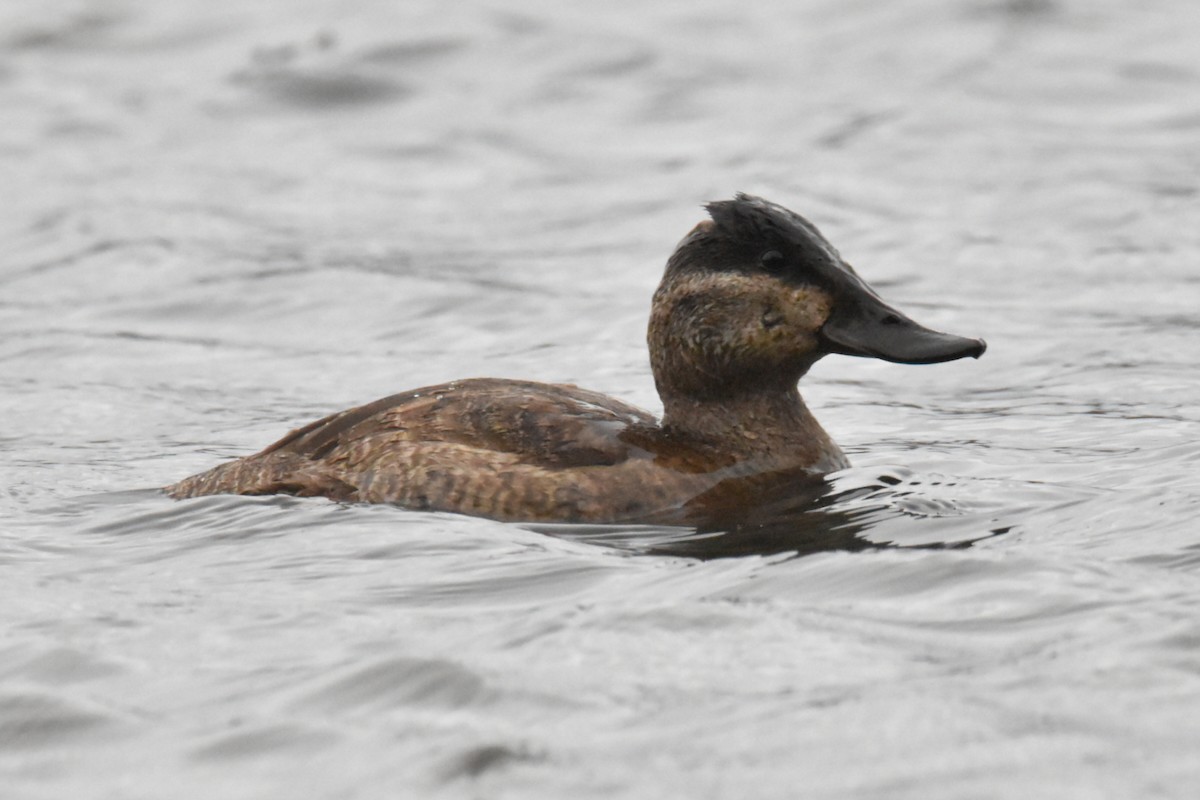 Ruddy Duck - ML502932681