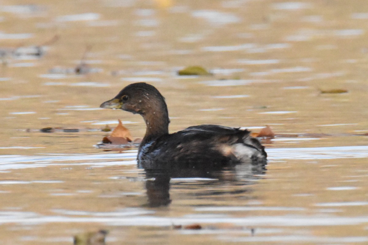 Pied-billed Grebe - ML502932801