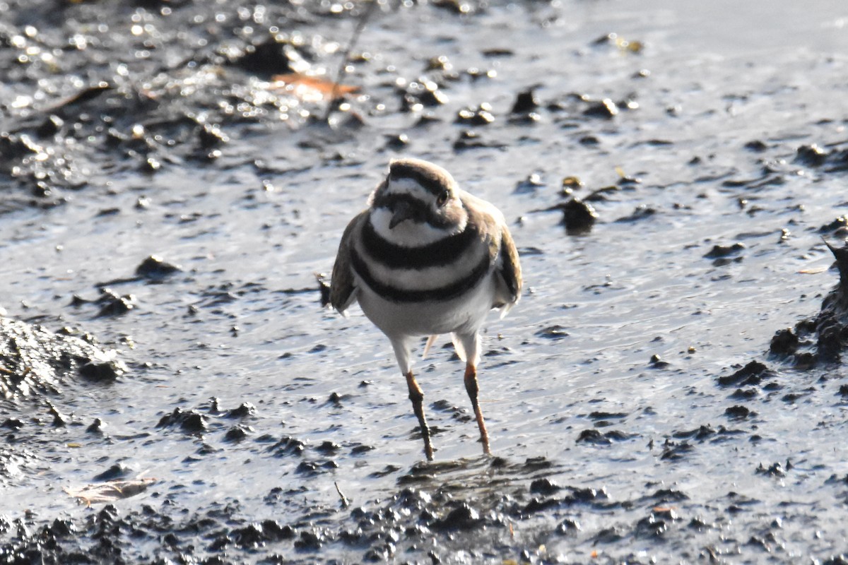 Killdeer - Tim Ellis