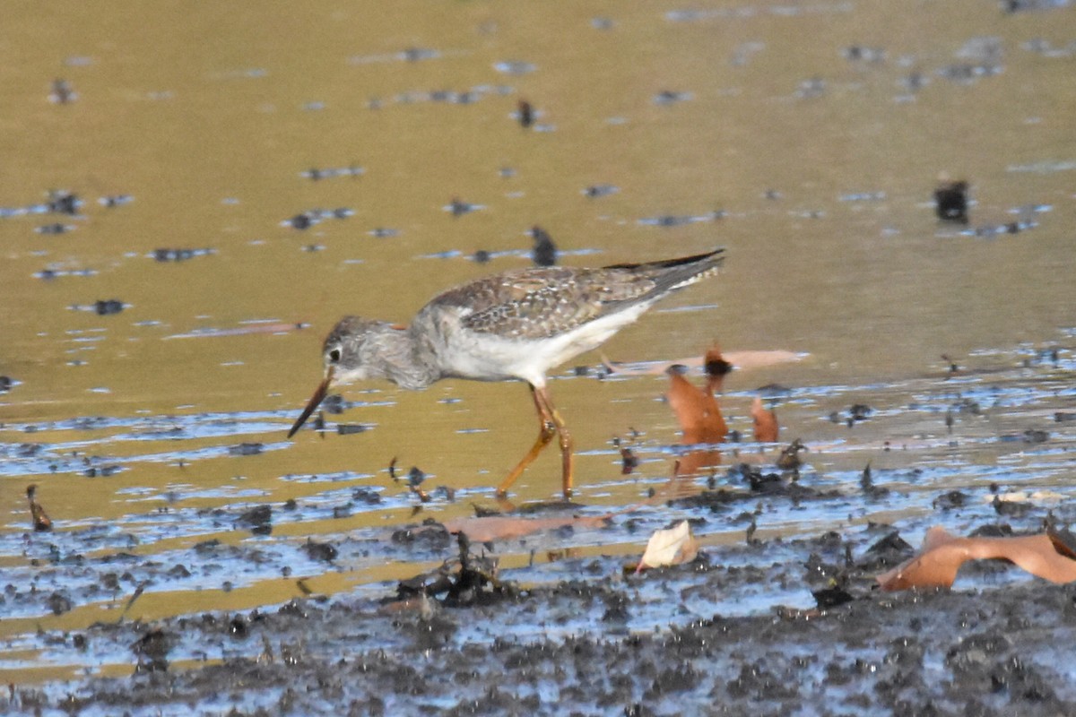 Lesser Yellowlegs - ML502933011