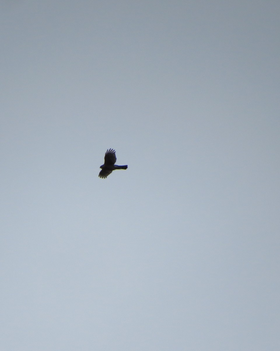 Sharp-shinned Hawk - ML502933061