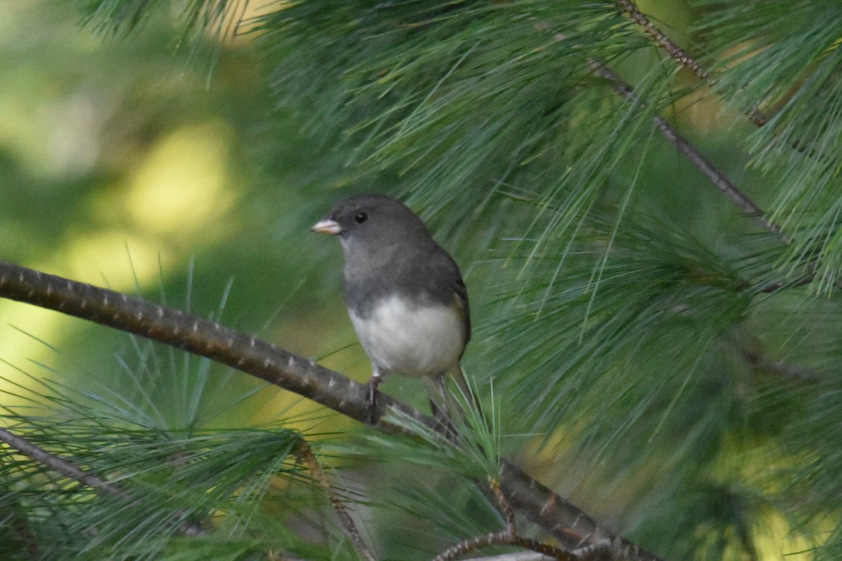 Dark-eyed Junco - ML502933521