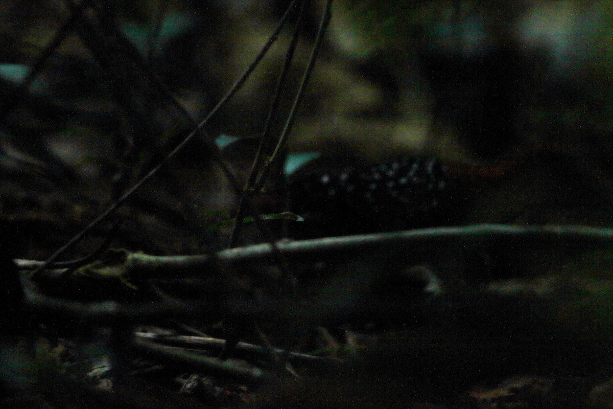 chřástalík běloskvrnný (ssp. centralis) - ML502933681