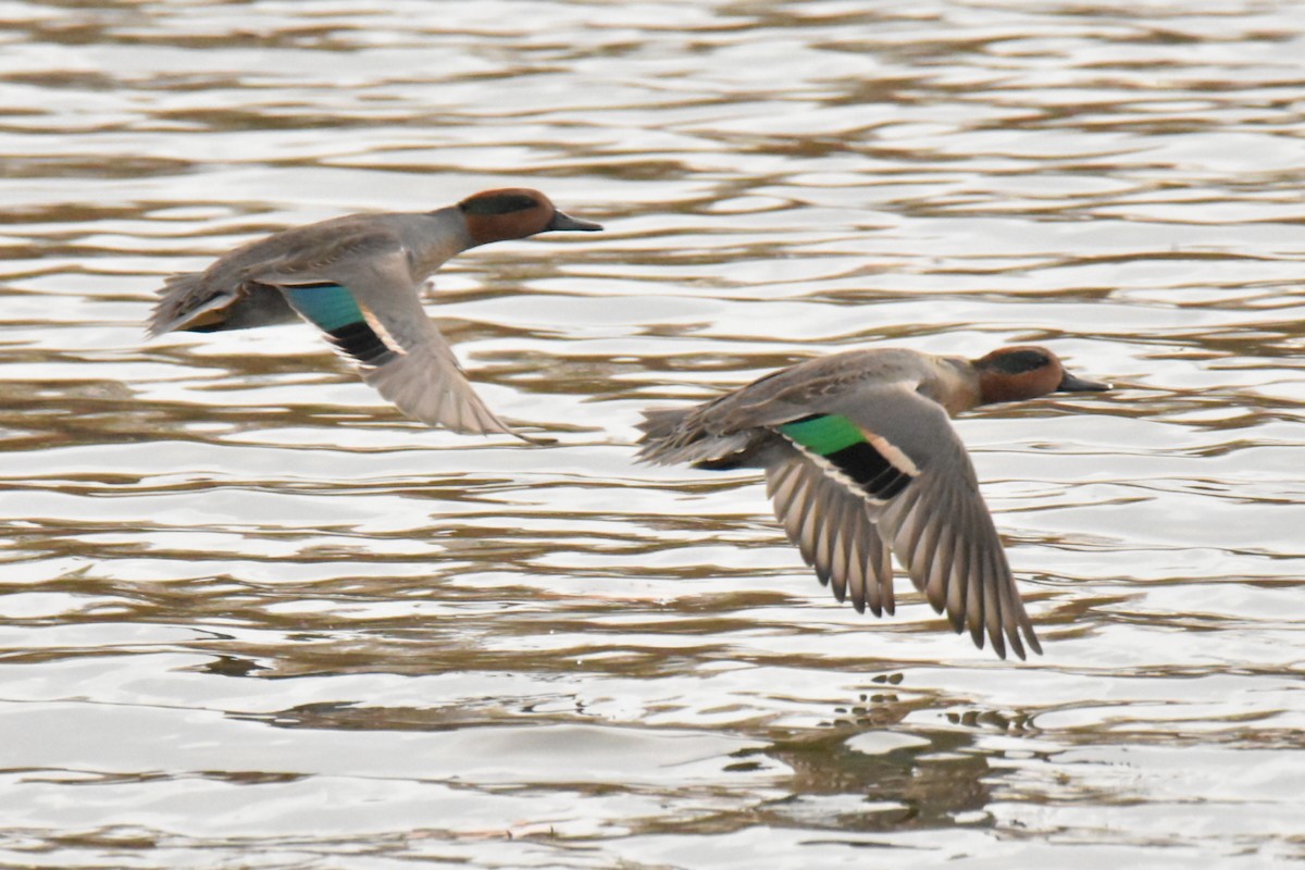 Green-winged Teal - Tim Ellis