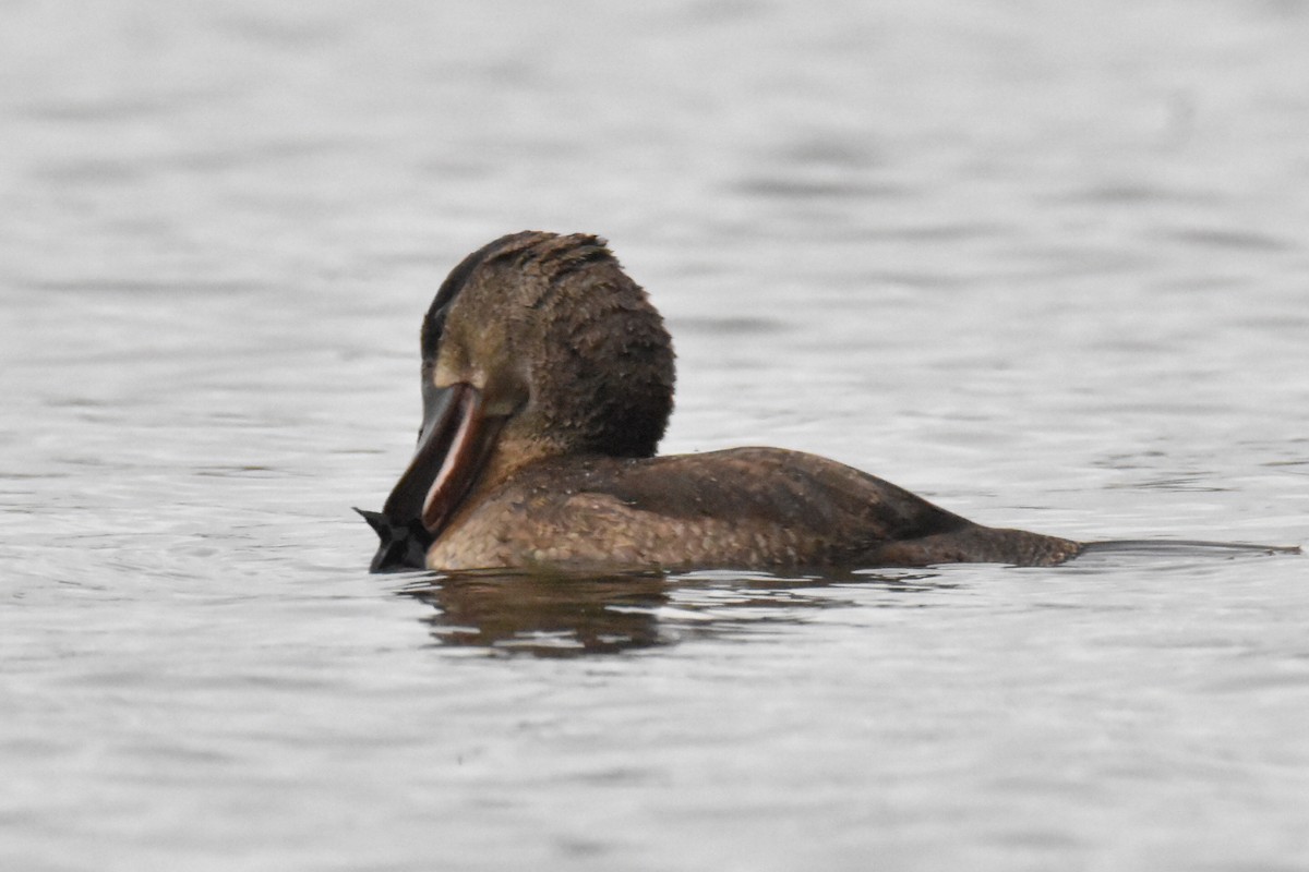 Ruddy Duck - ML502934111