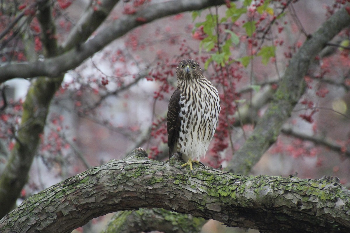 Cooper's Hawk - ML502934881