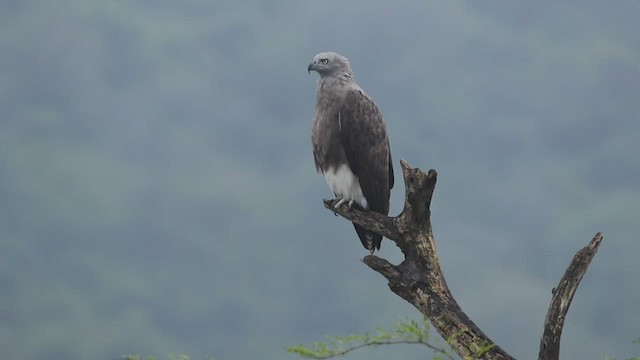 Braunschwanz-Seeadler - ML502934891