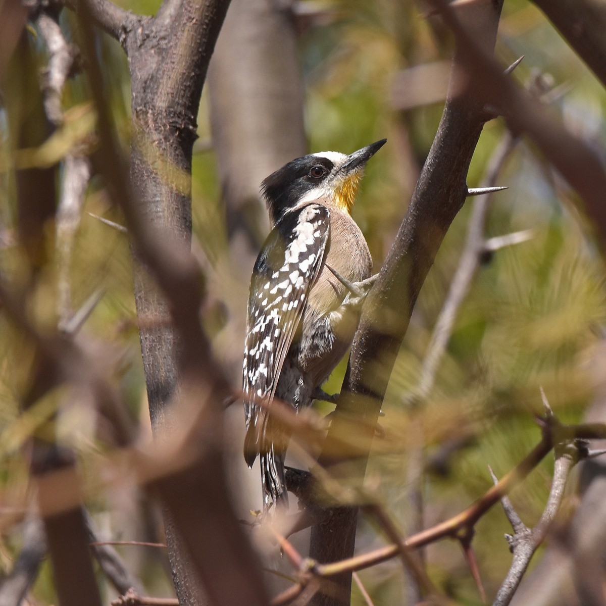 White-fronted Woodpecker - ML502934981
