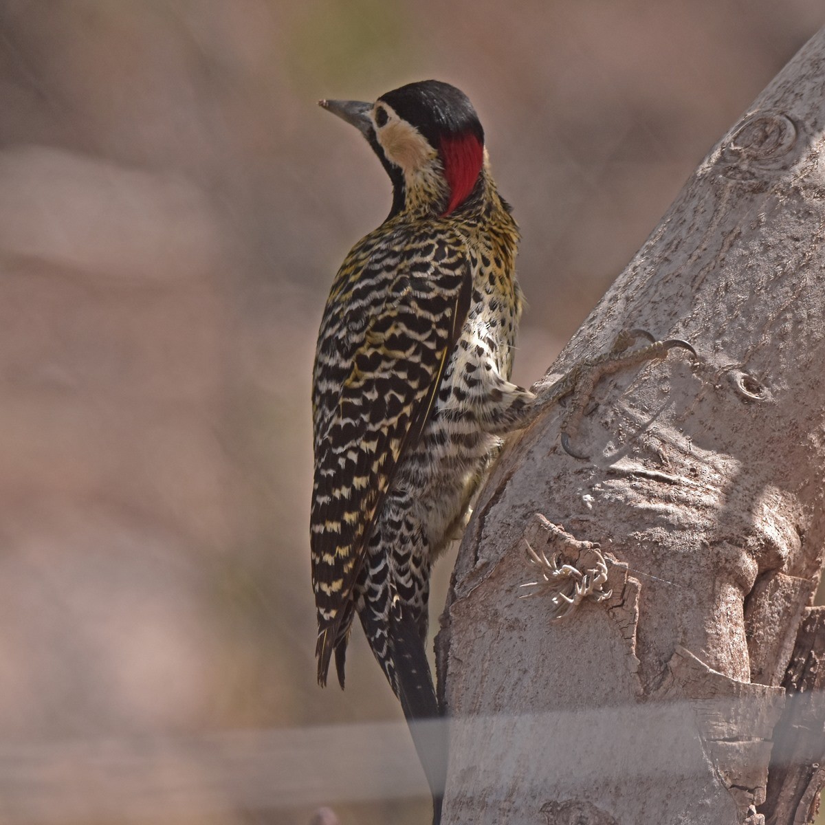 Green-barred Woodpecker - ML502935061