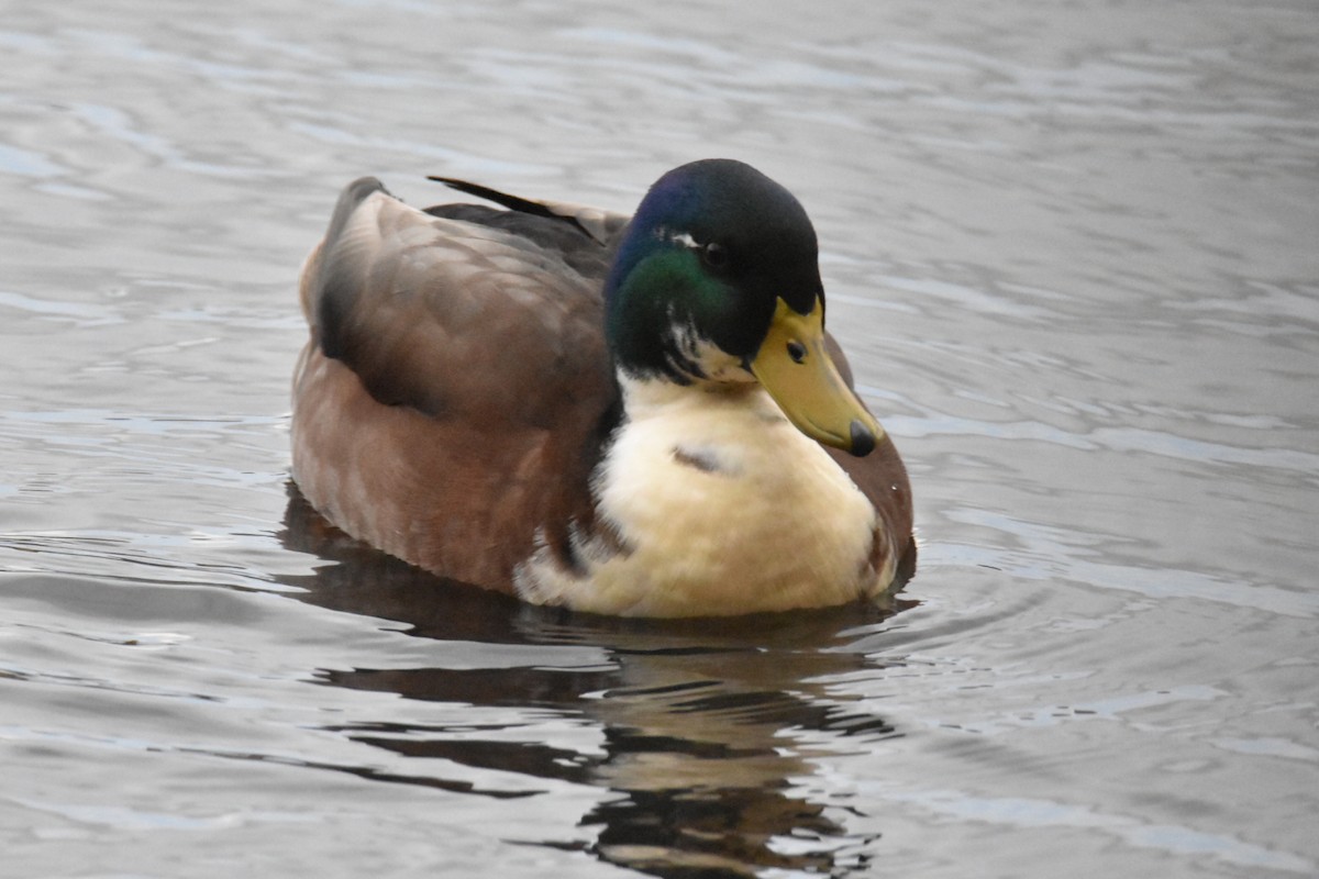 Mallard (Domestic type) - ML502935071