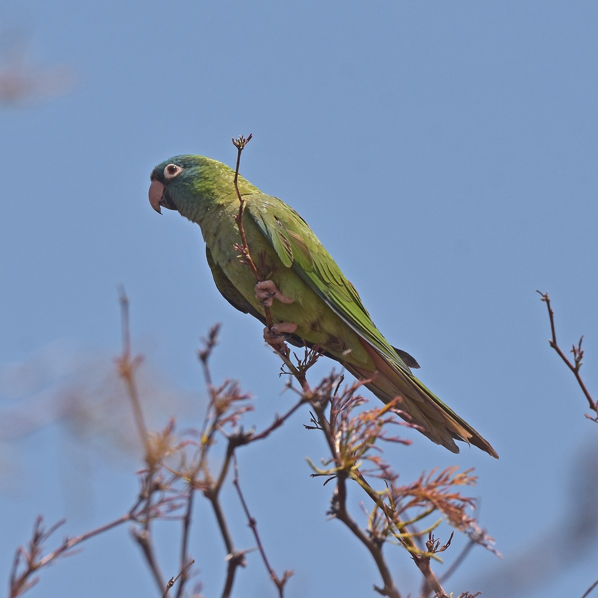 Blue-crowned Parakeet - ML502935091