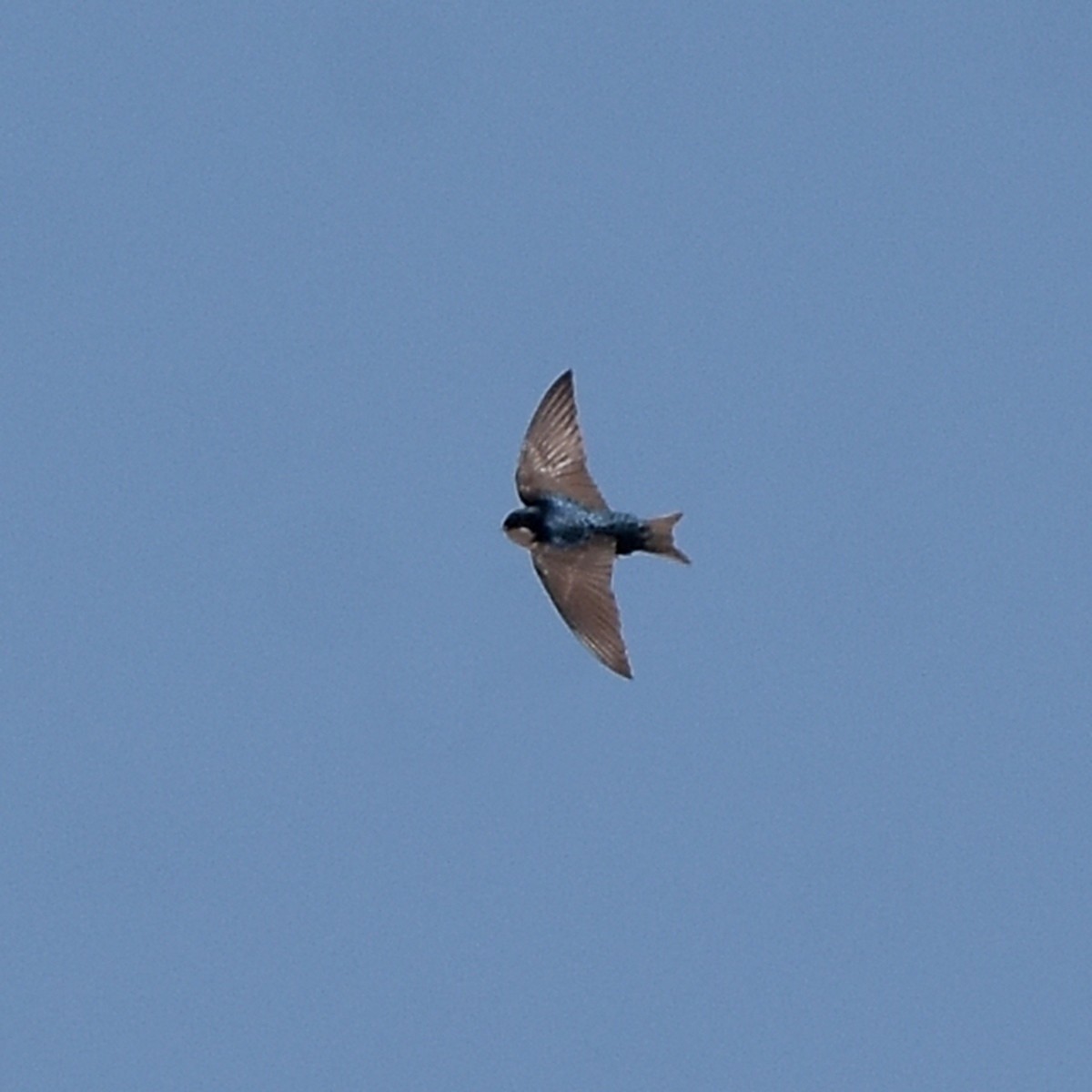 Blue-and-white Swallow - ML502935181