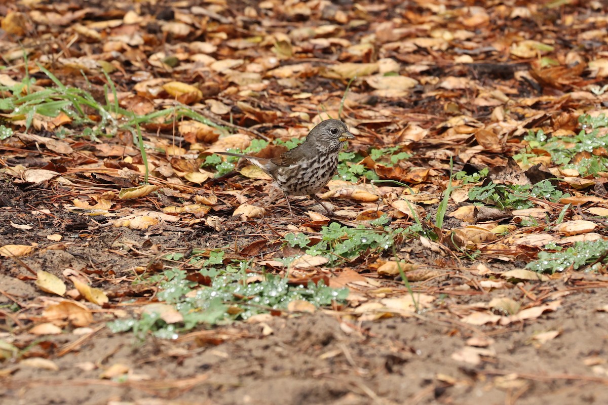 Fox Sparrow - ML502935601
