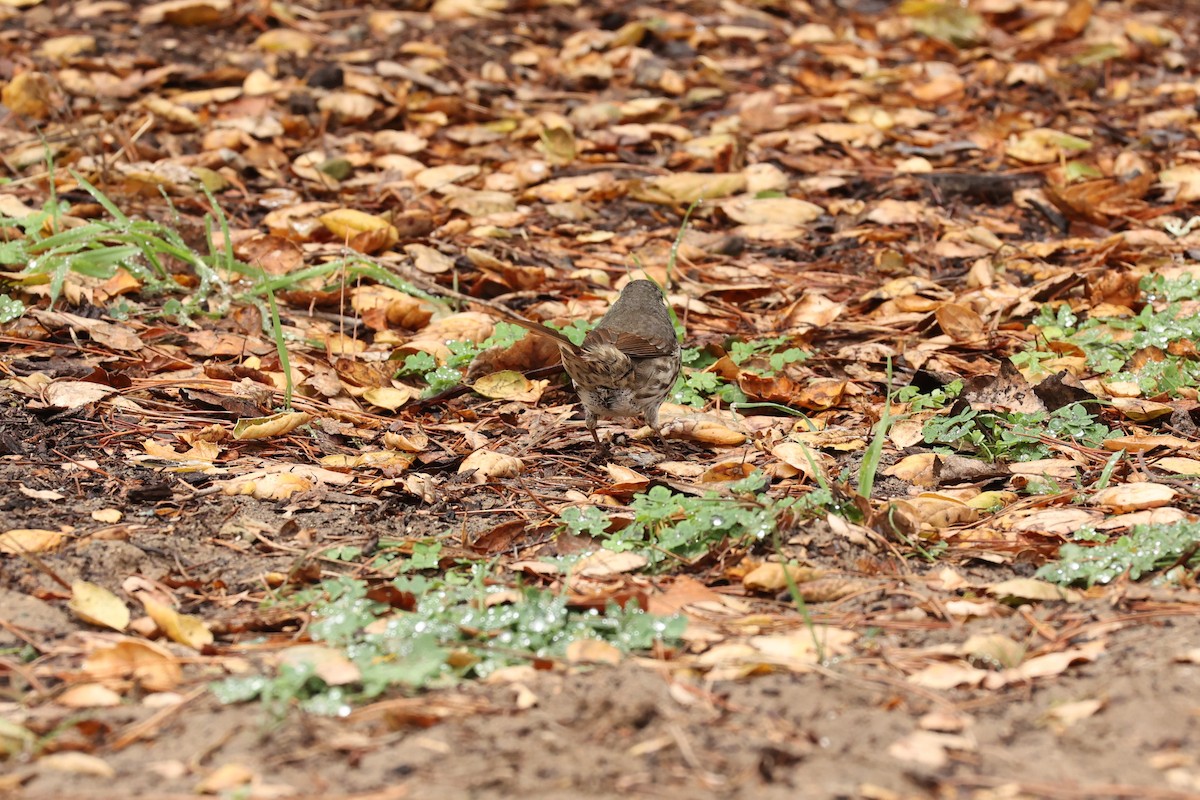 Fox Sparrow - ML502935631