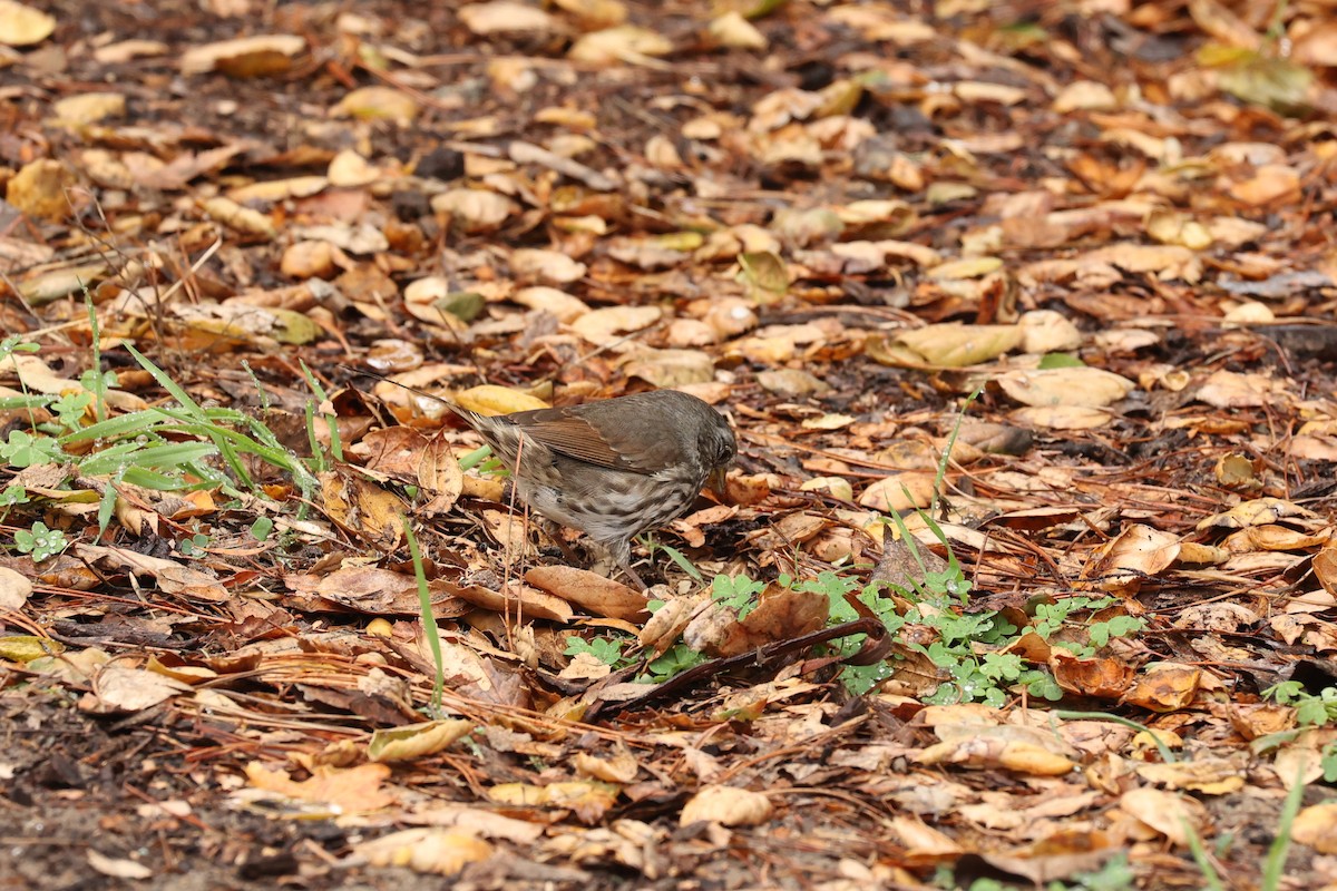 Fox Sparrow - ML502935671