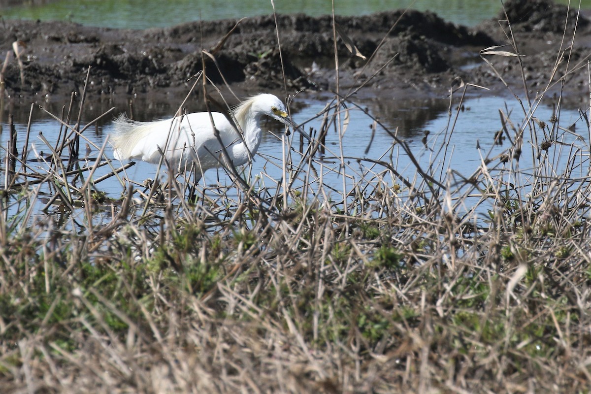 Snowy Egret - Federico Schulz