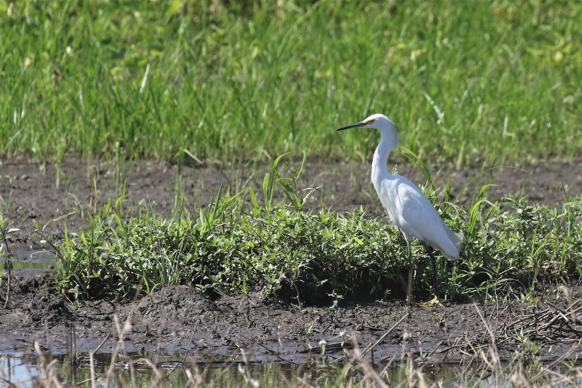 Snowy Egret - ML502936561