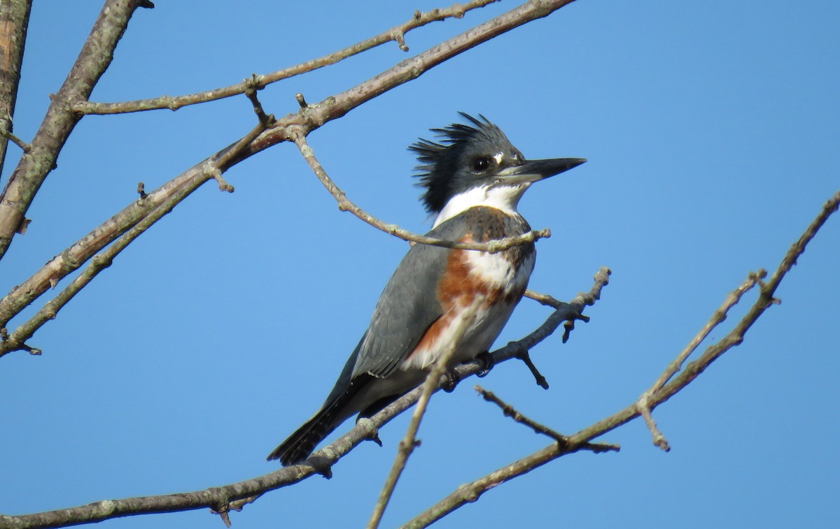 Belted Kingfisher - ML502937011