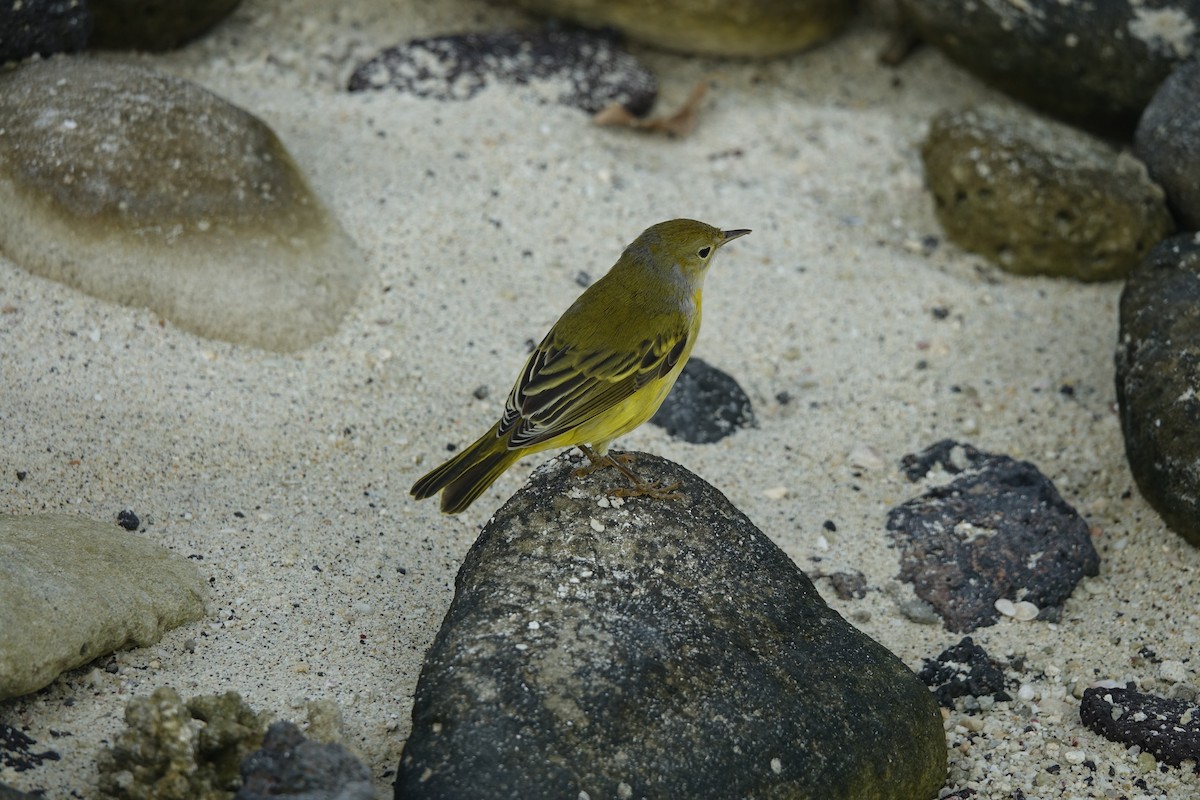 Yellow Warbler (Galapagos) - ML502937751