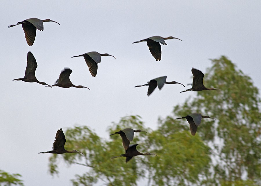 Glossy Ibis - Stephen Murray