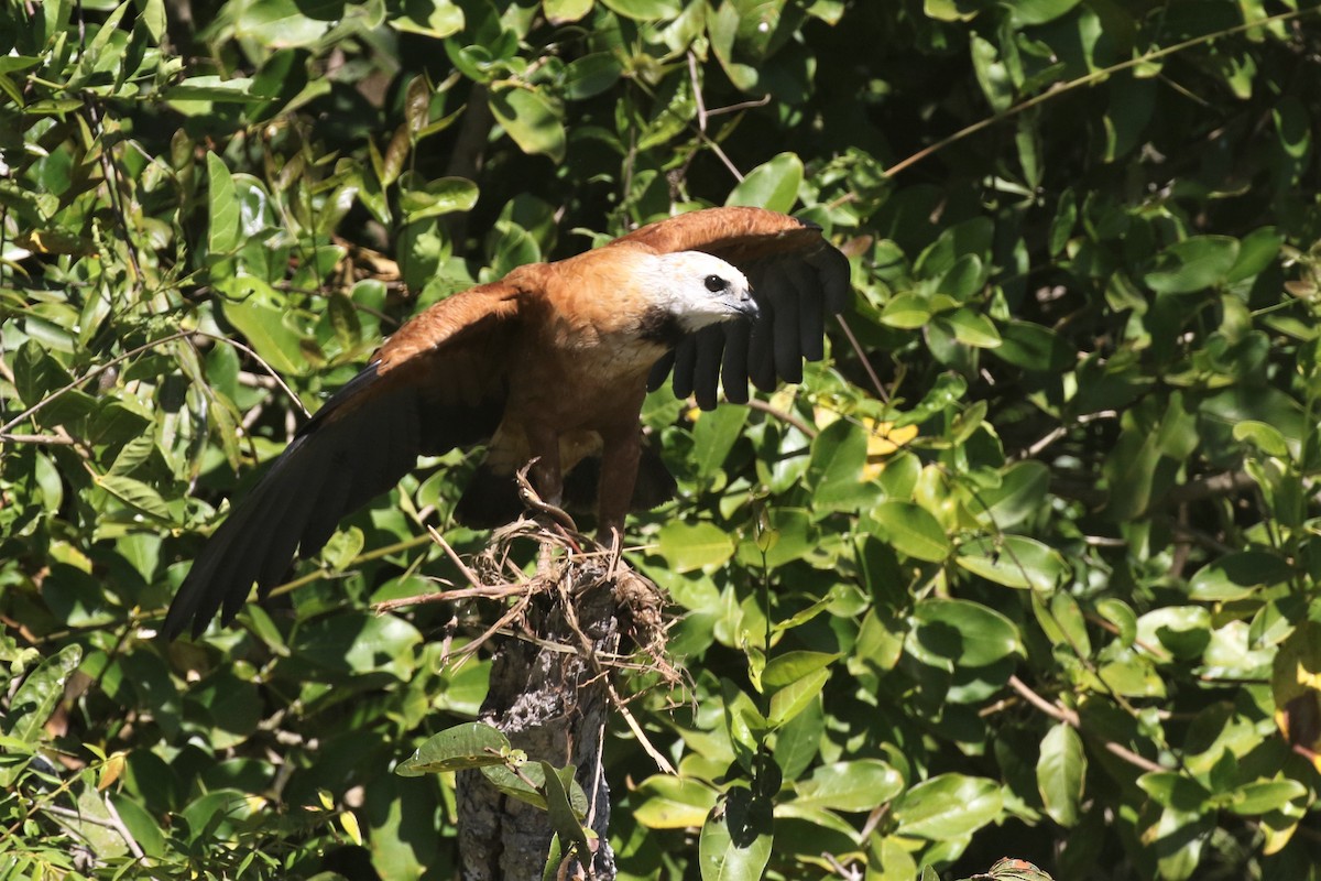 Black-collared Hawk - ML502937831