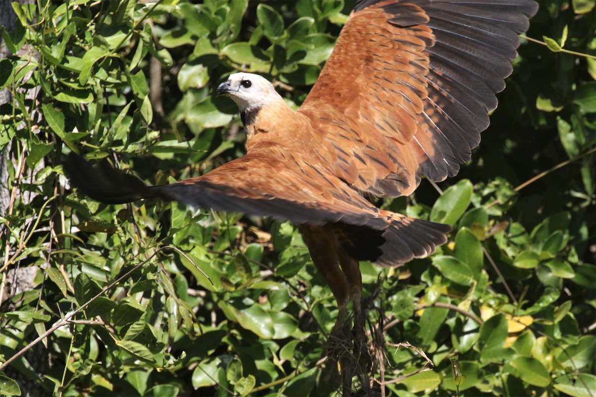 Black-collared Hawk - ML502937871