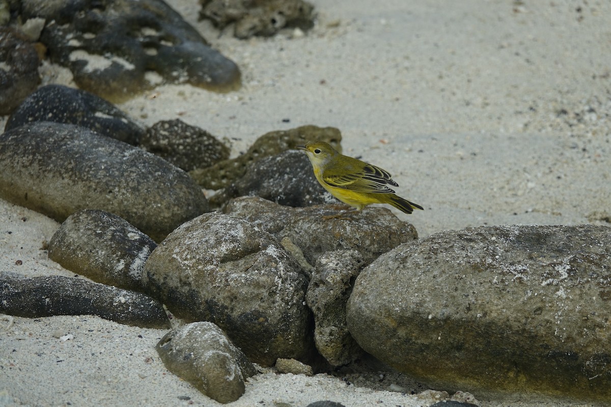 Yellow Warbler (Galapagos) - ML502937901