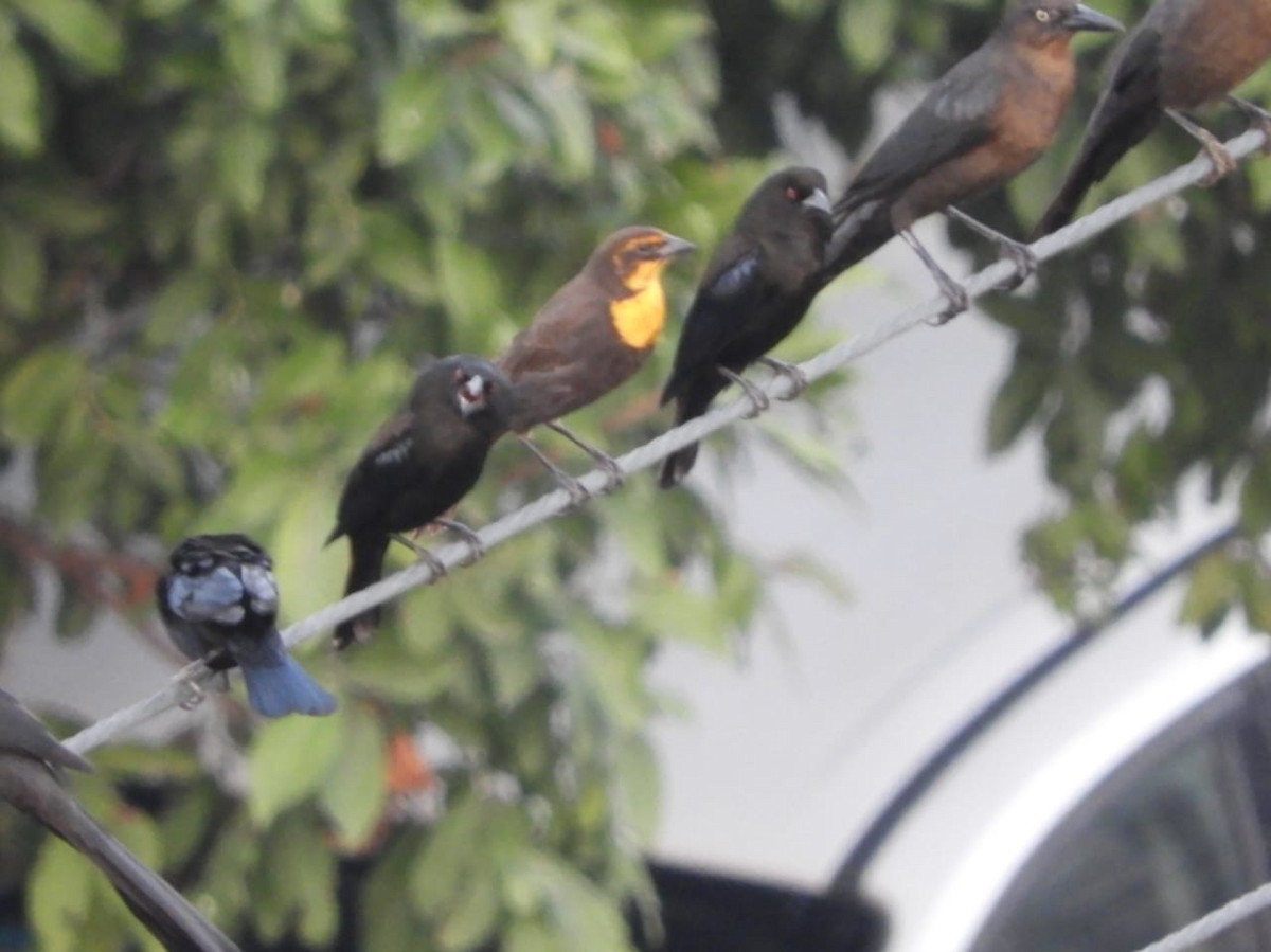 Yellow-headed Blackbird - ML502938411