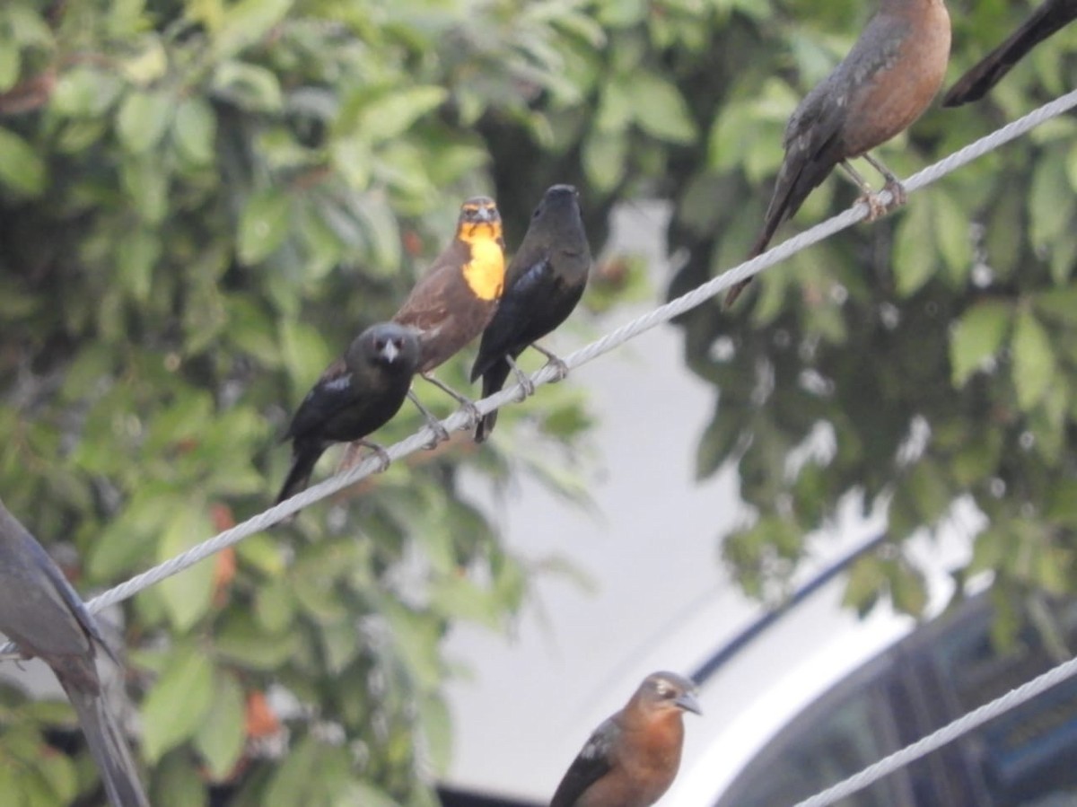 Yellow-headed Blackbird - ML502938421