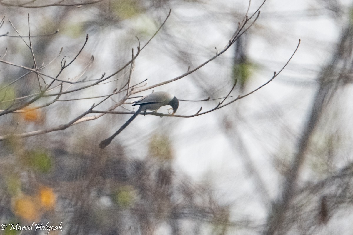 Hooded Treepie - ML502938601