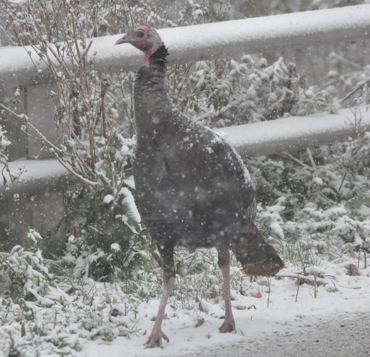 Wild Turkey - ML502938681