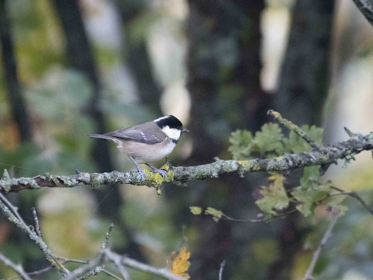 Coal Tit - ML502938811