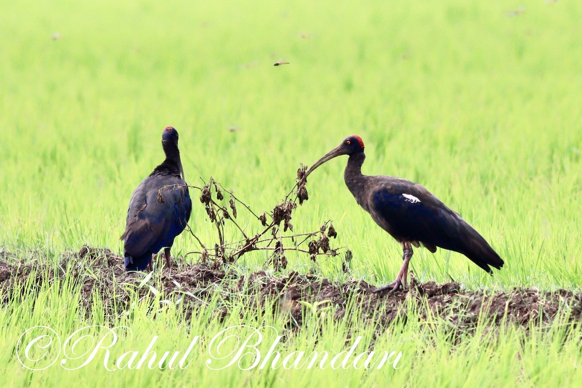 Red-naped Ibis - ML502939521