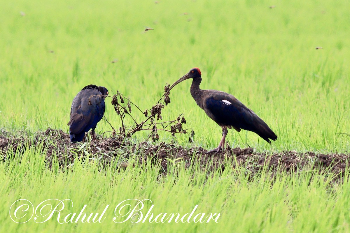 Red-naped Ibis - ML502939531