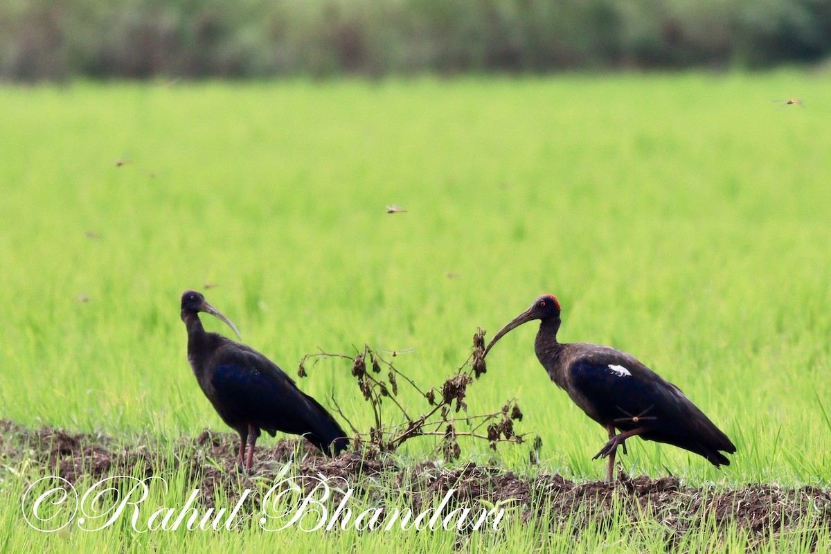 Red-naped Ibis - ML502939551