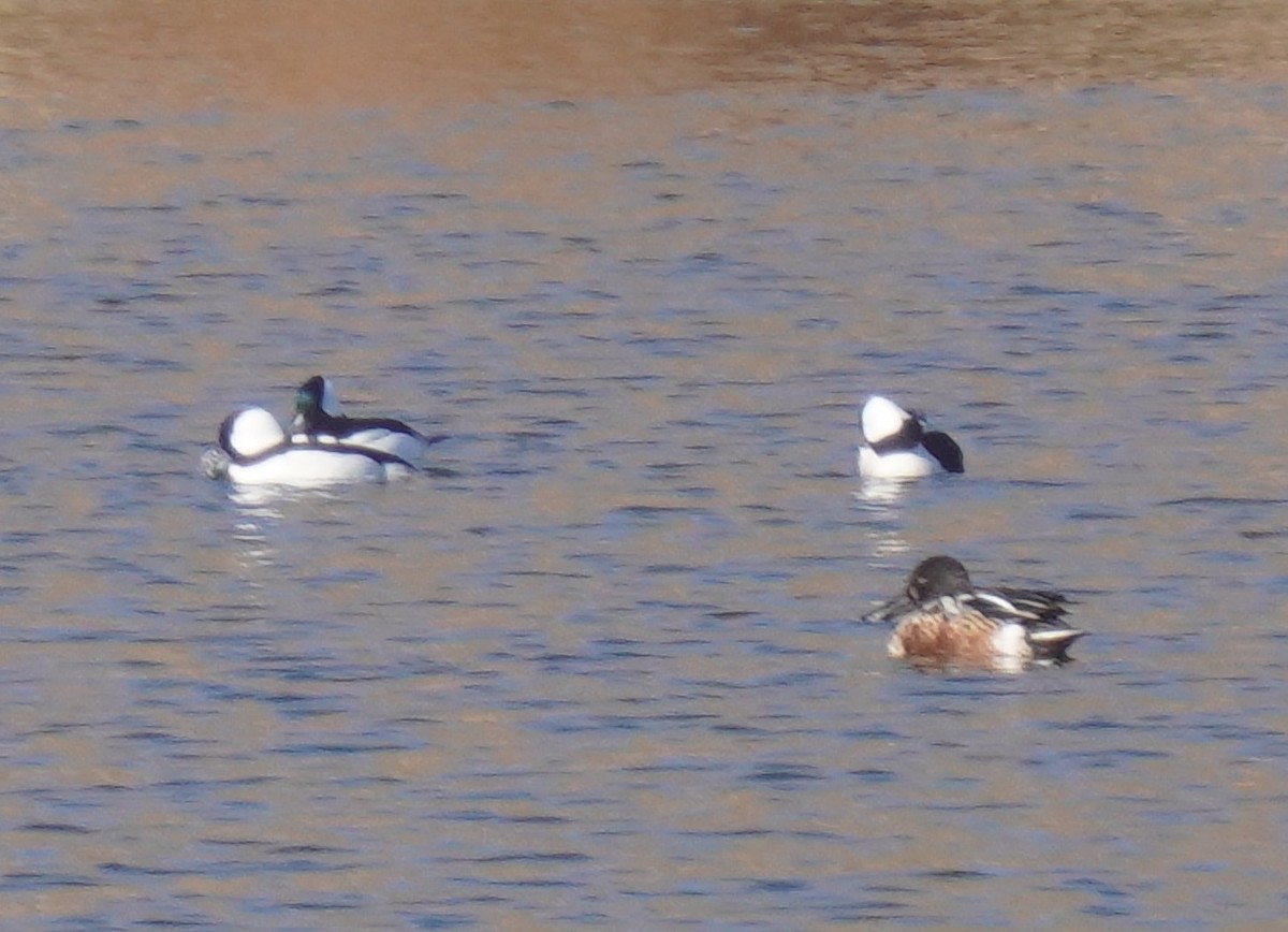 Bufflehead - ML502940211