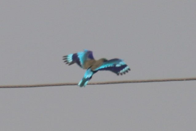 Indian x Indochinese Roller (hybrid) - ML502941131