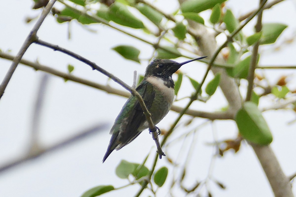 Ruby-throated Hummingbird - Peter Kaestner