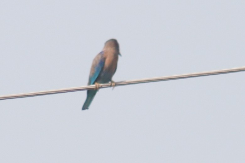 Indian x Indochinese Roller (hybrid) - ML502941291