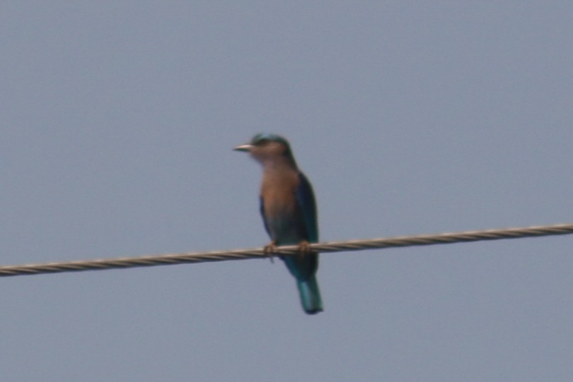 Indian x Indochinese Roller (hybrid) - ML502941301