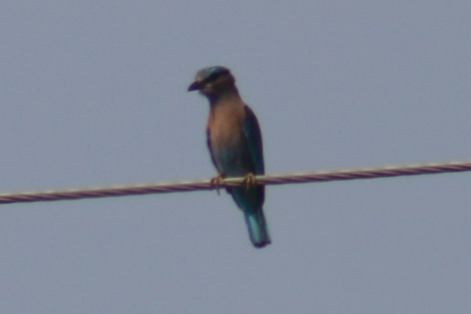 Indian x Indochinese Roller (hybrid) - ML502941311