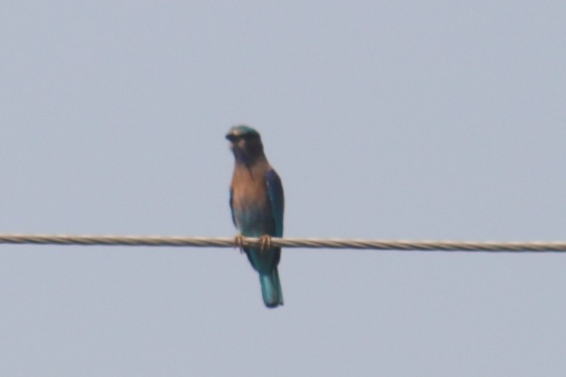 Indian x Indochinese Roller (hybrid) - ML502941361