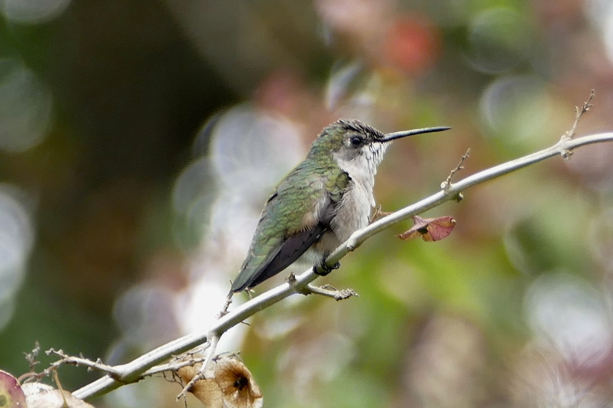 Ruby-throated Hummingbird - Peter Kaestner