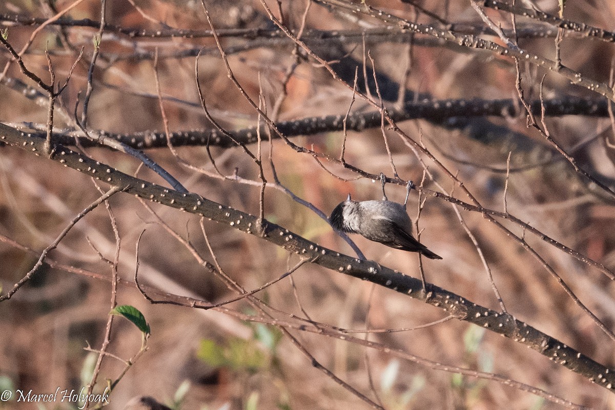 Mésange à bavette - ML502942251