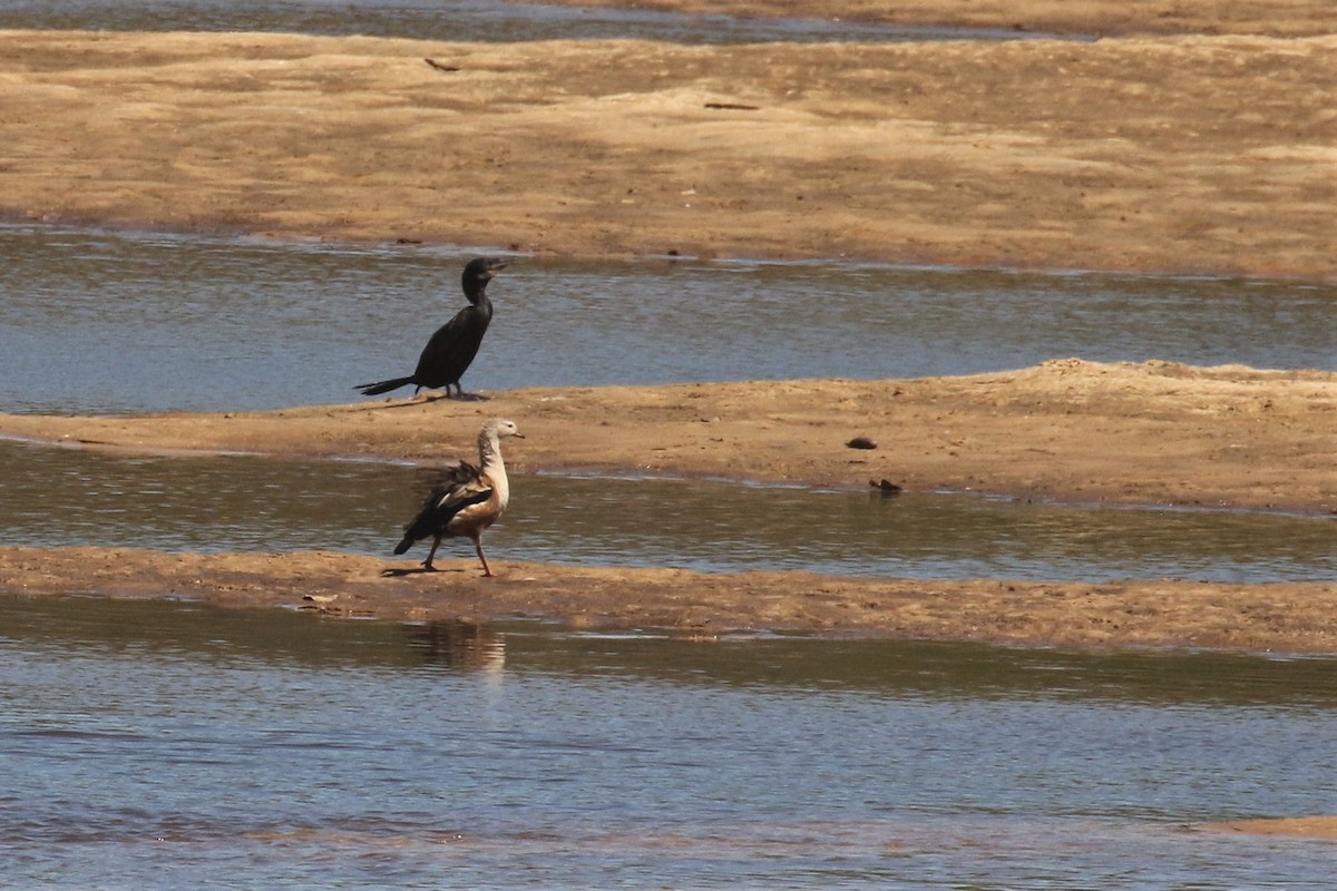 Neotropic Cormorant - ML502942351