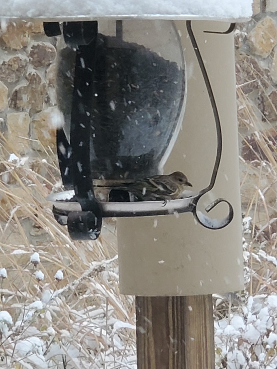 Pine Siskin - Jeff Timmons