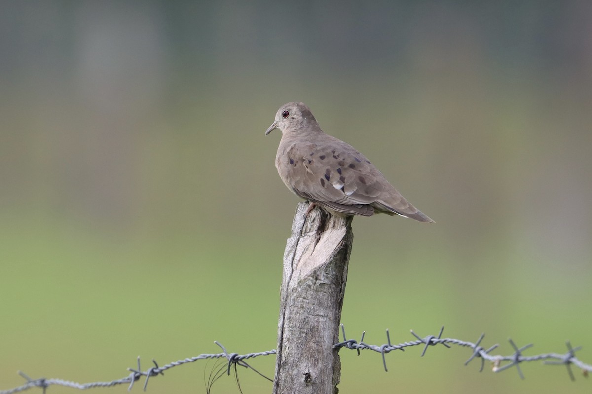 Plain-breasted Ground Dove - John van Dort