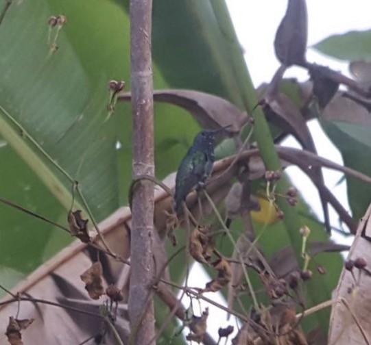 Sapphire-throated Hummingbird - Esteban Mendez